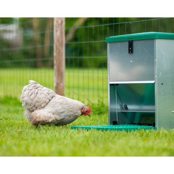 Adjustable Automatic Chicken Feeder 5lb Pest Resistant Poultry Feeder