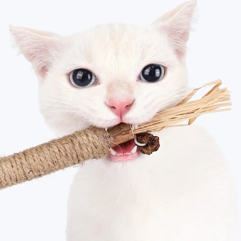 Matatabi Cat Dental Care Natural Oral Health Supplement
