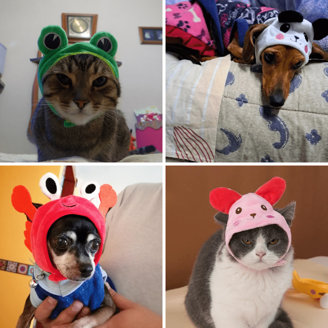 Animal Shaped Cat Hat Cute Kitty Costume Pet Accessory