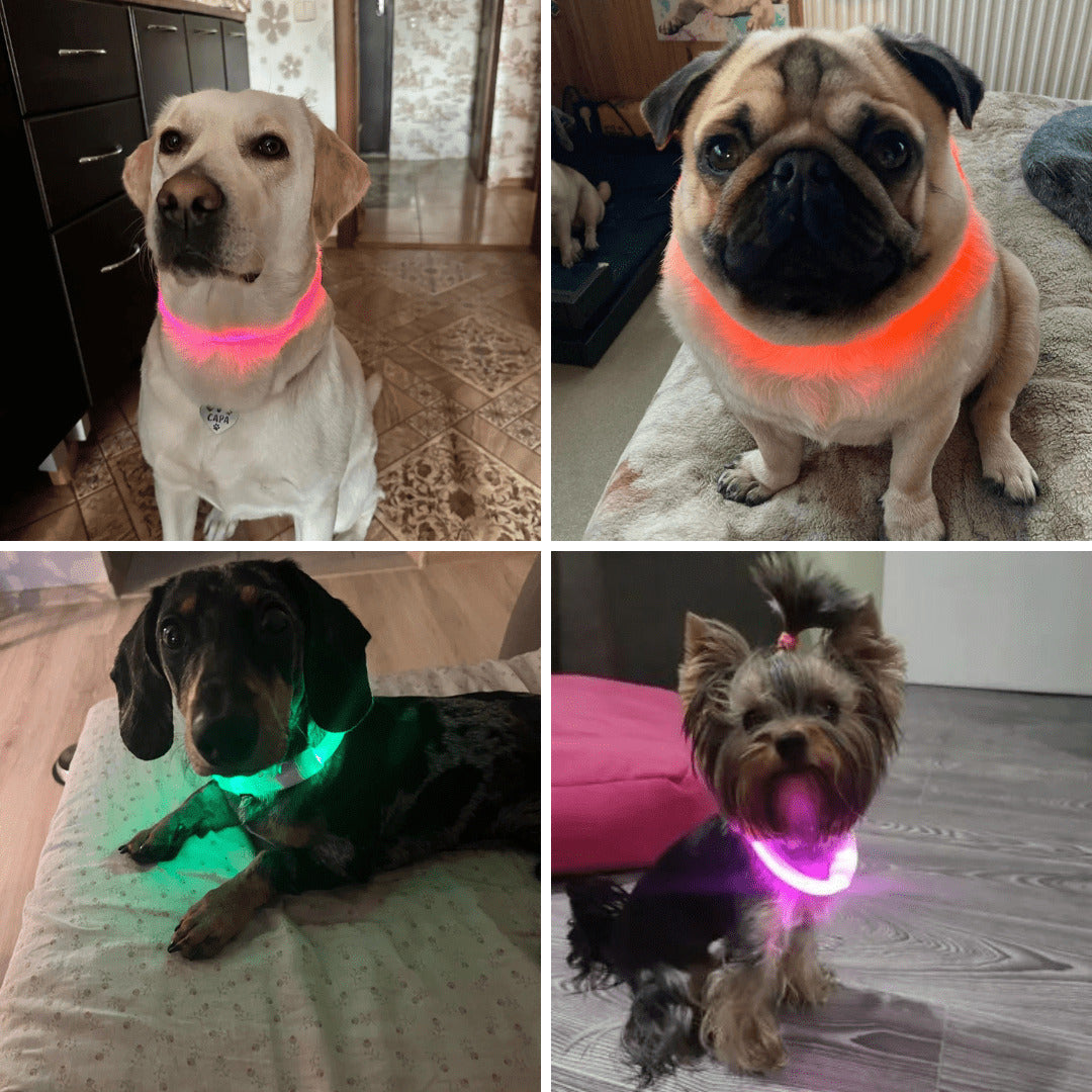 LED Dog Collar Bright Light Safety Night Running Adjustable Pet Collar