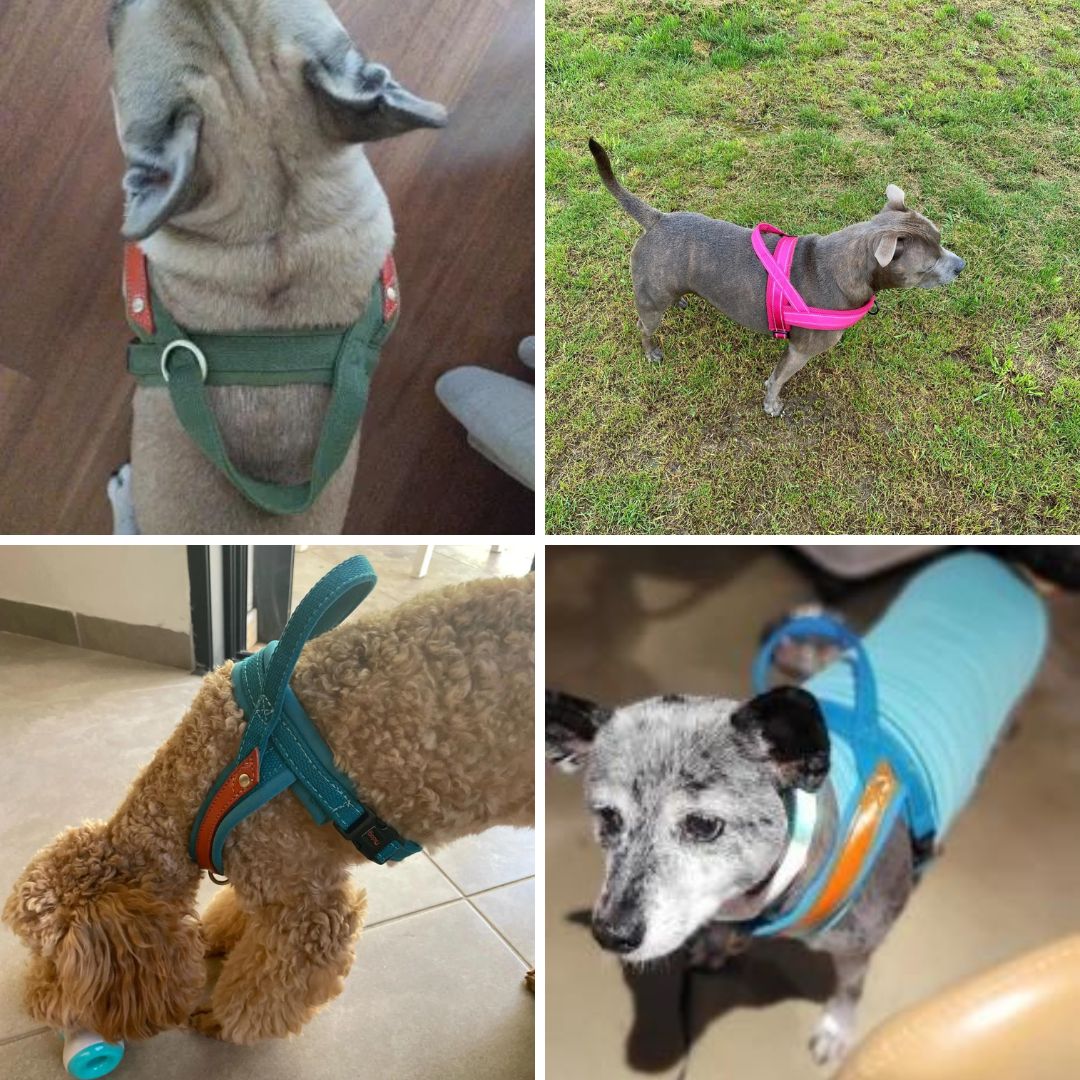 Dog T Harness Adjustable No Pull Pet Walking Harness