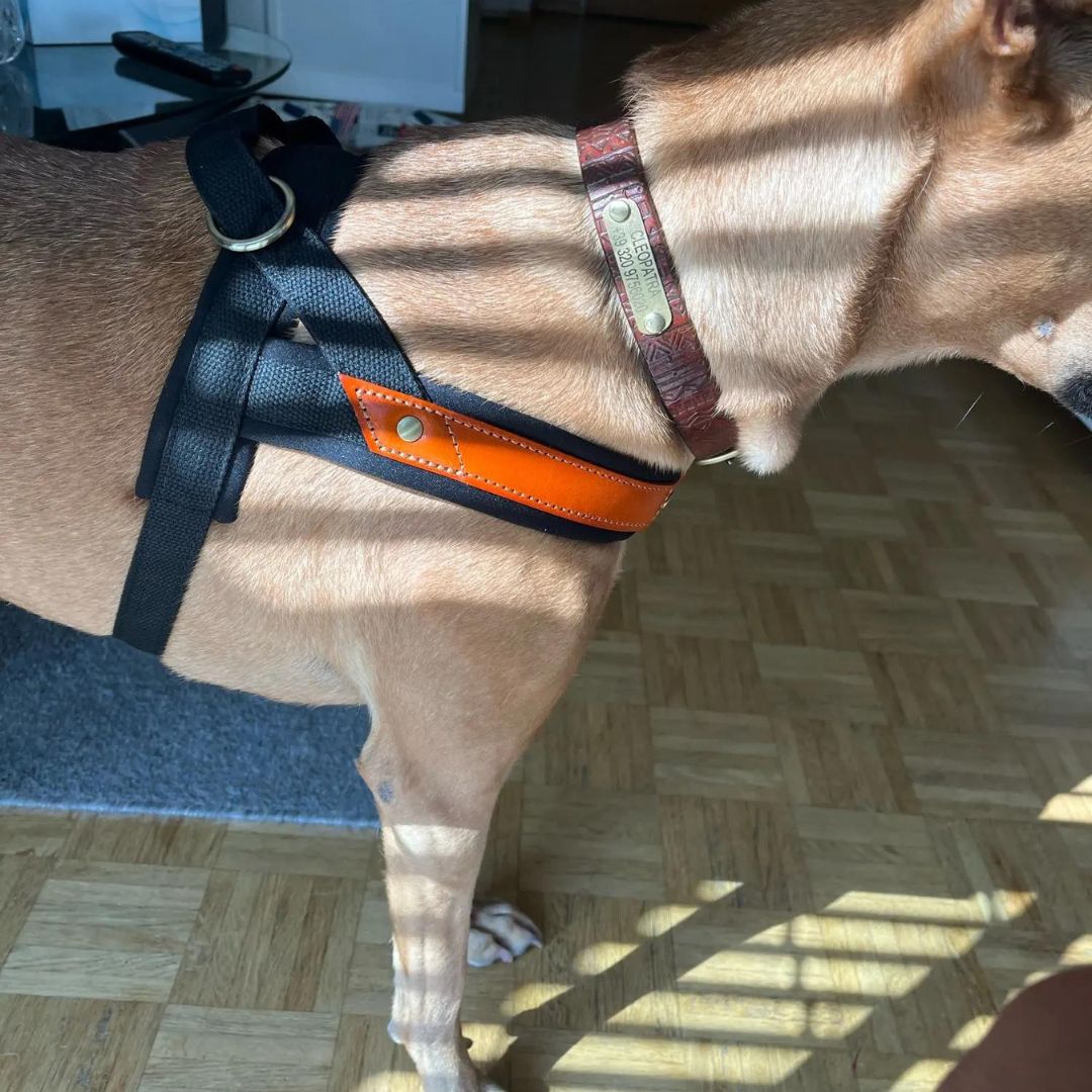 Dog T Harness Adjustable No Pull Pet Walking Harness