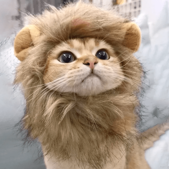 Lion Mane Wig Costume for Cat Pet Halloween Dress Up
