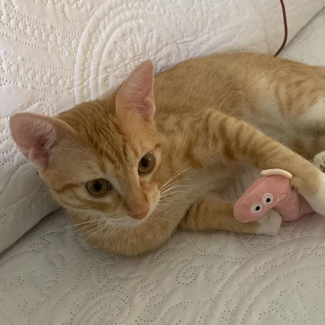 Mini Plush Cat Toys Soft Small Stuffed Toys for Kittens and Cats