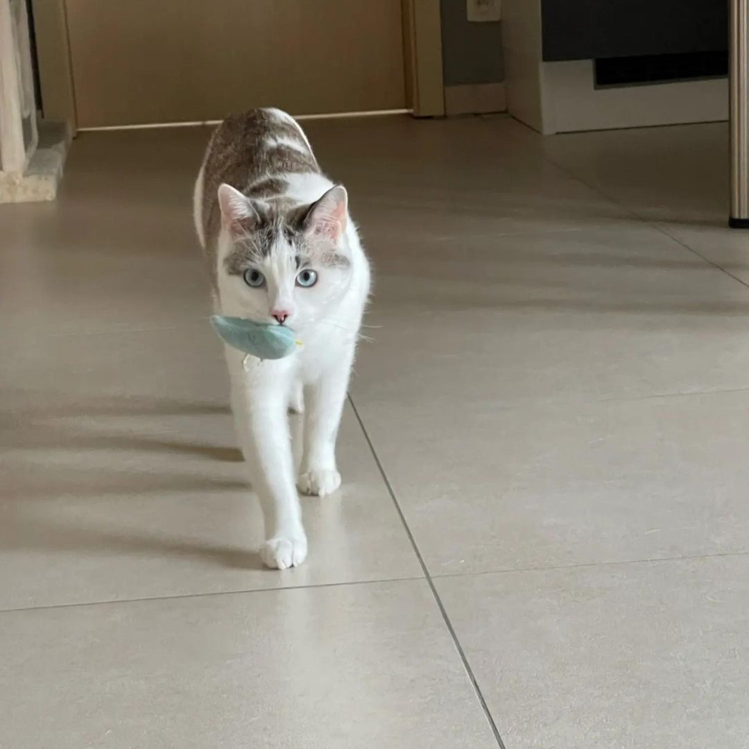 Mini Plush Cat Toys Soft Small Stuffed Toys for Kittens and Cats