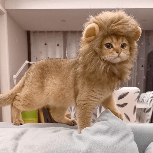 Lion Mane Wig Costume for Cat Pet Halloween Dress Up