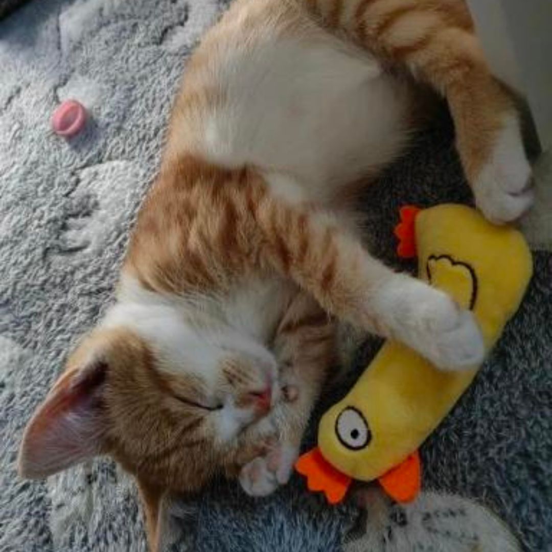 Mini Plush Cat Toys Soft Small Stuffed Toys for Kittens and Cats