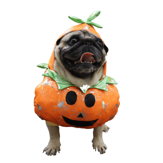 Pumpkin Costume for Dogs and Cats Halloween Pet Outfit