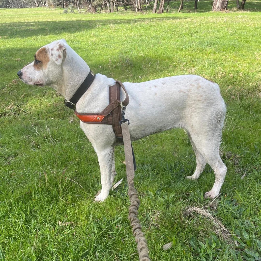 Dog T Harness Adjustable No Pull Pet Walking Harness