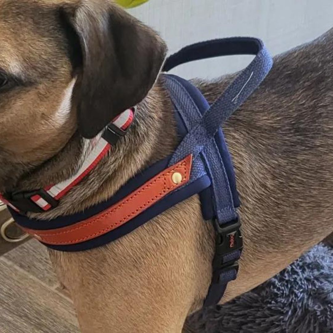 Dog T Harness Adjustable No Pull Pet Walking Harness