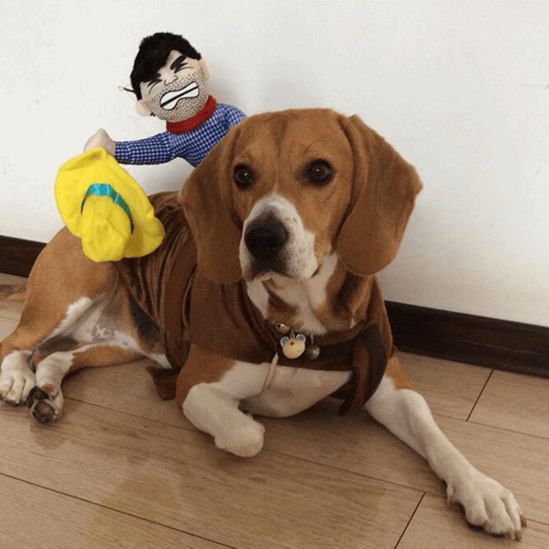 Rodeo Costume for Dogs and Cats Pet Halloween Outfit