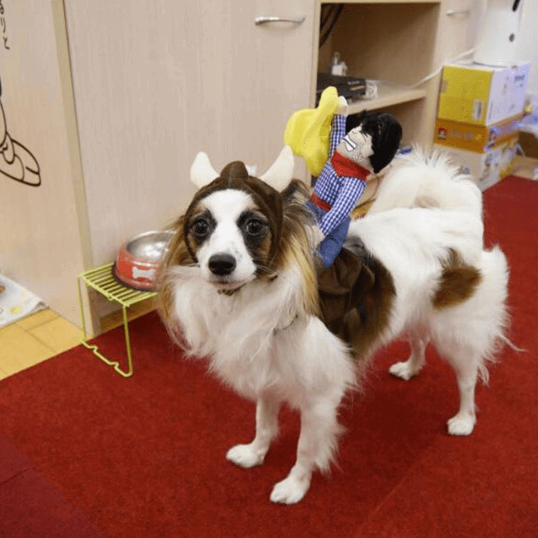 Rodeo Costume for Dogs and Cats Pet Halloween Outfit