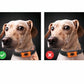 Dog Paw Pattern Bark Control Collar Anti Barking Device
