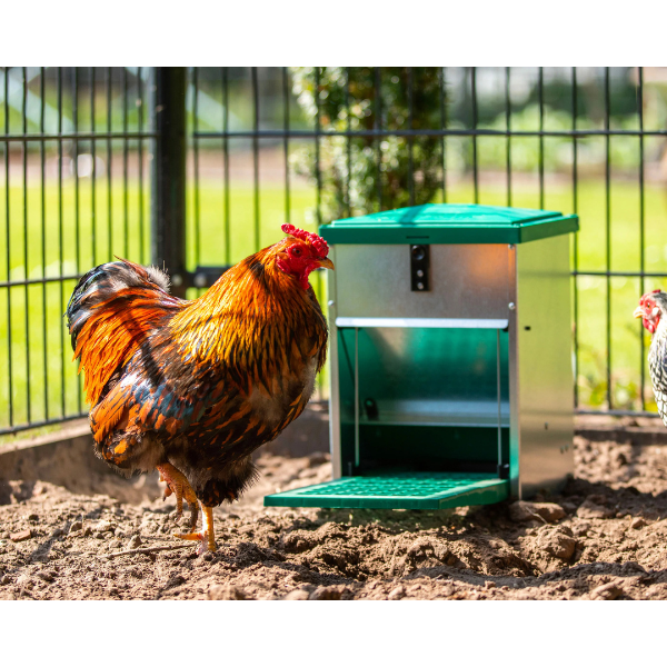 Adjustable Automatic Chicken Feeder 5lb Pest Resistant Poultry Feeder
