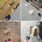 Double Retractable Dog Leash with LED Light