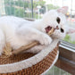 Matatabi Cat Dental Care Natural Oral Health Supplement