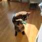 Mini Plush Cat Toys Soft Small Stuffed Toys for Kittens and Cats