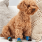 Dog Socks Duck Pattern Cozy Pet Footwear for Small Medium Large Dogs