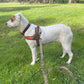 Dog T Harness Adjustable No Pull Pet Walking Harness