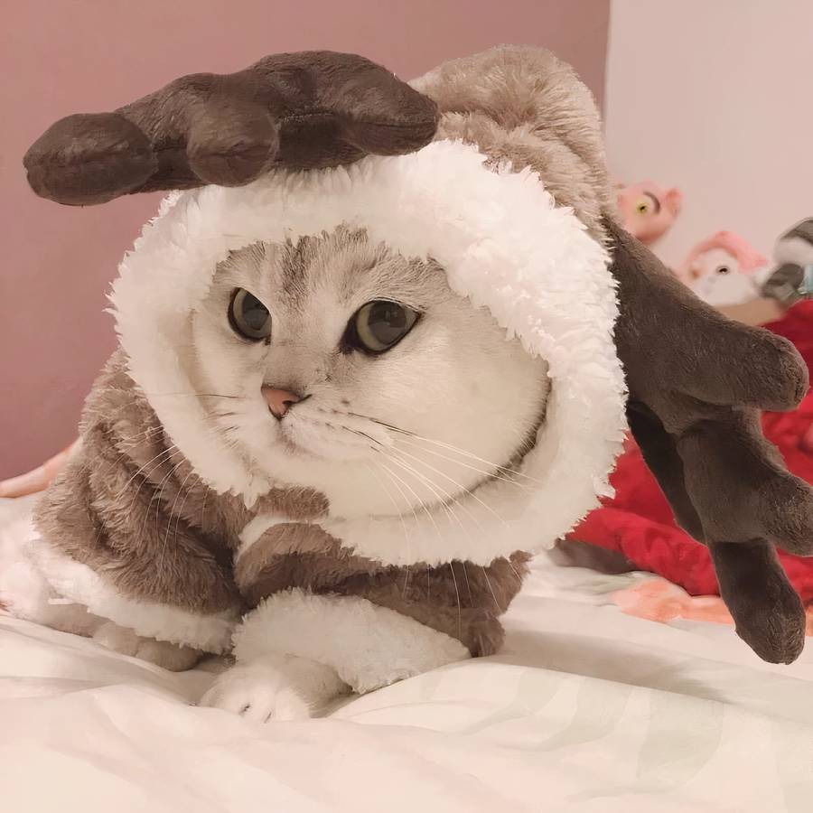 Fleece Cat Costume Warm Pet Outfit for Cats